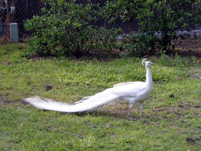 White Peacock - Beautiful Photo Collection...